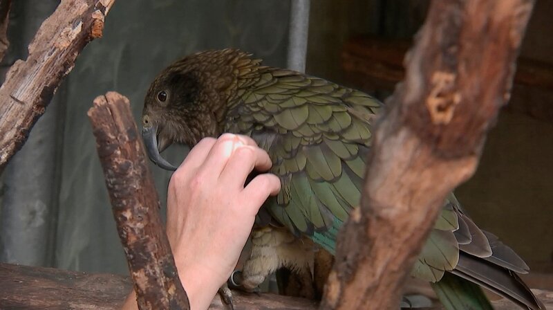 Kea Hobbit im Frankfurter Zoo trauert um seine Partnerin – Bild: HR