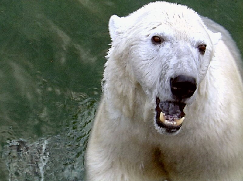 Dieser Eisbär wartet auf seine „Fischstäbchen“. – Bild: SWR