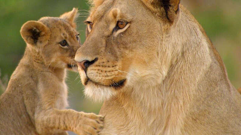 Cecils Schicksal hat die Notlage der Löwen auf der ganzen Welt bekannt gemacht. Vielleicht führt seine Geschichte dazu, sich mehr für den Schutz der bedrohten Raubkatzen einzusetzen. Das ist Cecils Vermächtnis. – Löwin mit Jungtier – Bild: WDR/​Aquavision Television Production