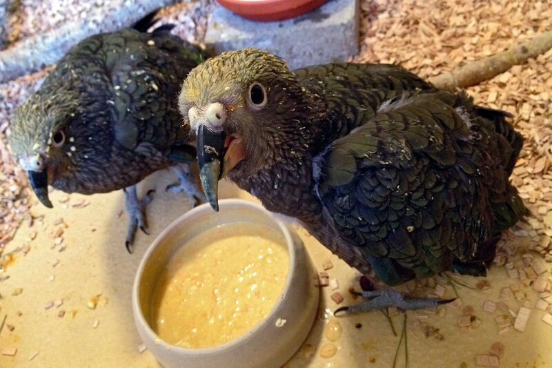 Schule für die Keas. – Bild: RB/​Achiv Zoo am Meer, Bremerhaven