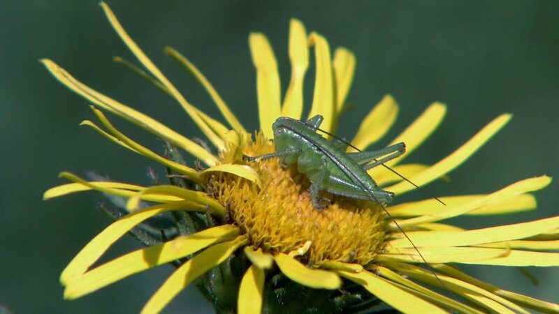 Die Lafnitz, Refugium für Flora und Fauna und viele Tierarten. – Bild: ORF