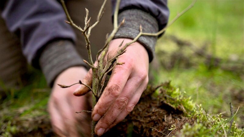 Junge Buchen sollen den Wald klimastabil machen. – Bild: NDR/​Clip Film- und Fernsehproduktion