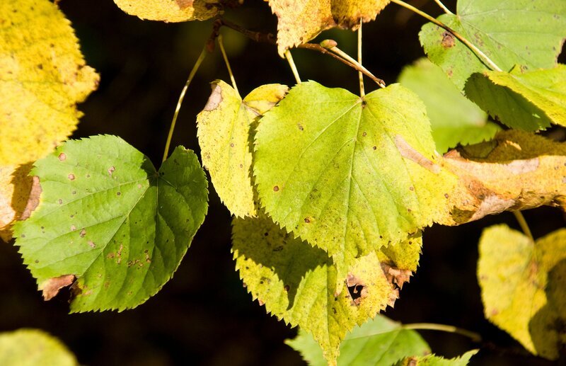 Woran erkennt man eine Linde? Wie sehen ihre Blüten aus? Wie kann man die beiden bei uns heimischen Arten, die Winter- und die Sommerlinde, unterscheiden? Diese und noch viel mehr Fragen beantwortet diese Folge. – Bild: Natasha Heuse /​ BR