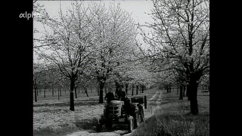 Baumblüte im Kaiserstuhl. – Bild: BR/​SWR