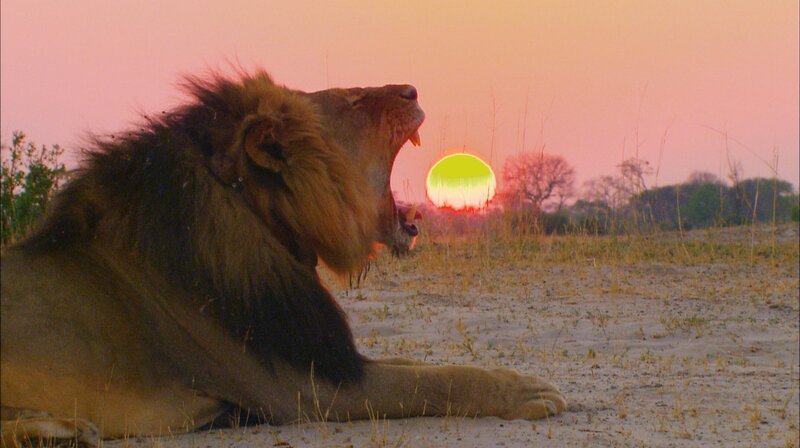 Er war ein König. 13 Jahre lang hat er in seiner Heimat in Afrika regiert. Er war der Beschützer seines Rudels, der Vater einer neuen Generation. Er wurde für viele zu einem Helden, einem Symbol. Man nannte ihn Cecil. Als ihn der Pfeil eines Trophäenjägers niederstreckte, ging die Nachricht um die ganze Welt und löste Wut und Kummer aus. – Löwe Cecil brüllt mit Sonnenuntergang – Bild: WDR/​Aquavision Television Production