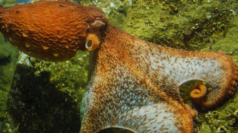Oktopus-Weibchen Ellie demonstriert, warum Pazifische Riesenkraken gefürchtete Krabbenjäger sind. Wie ein „Fallschirm“ wirft sie sich auf die Krabbe. – Bild: NDR/​NDR Naturfilm/​doclieghts/​Florian Graner