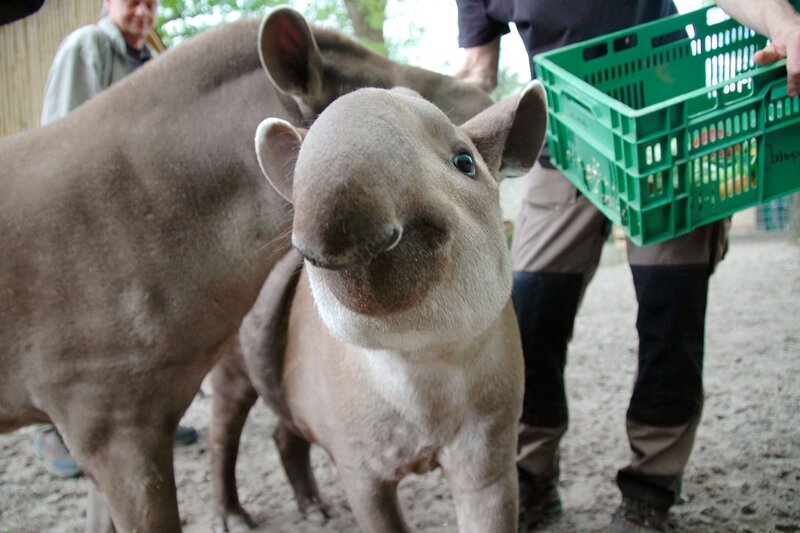 Kur für die Tapire. – Bild: RB/​Volkmar Strueßmann