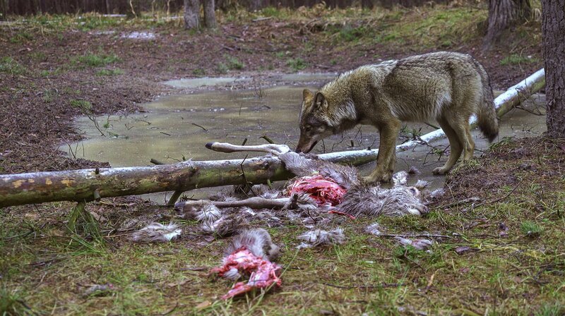 Manchmal muss auch ein Wolf sich mit dem zufrieden geben, was andere übriggelassen haben. – Bild: NDR/​Doclights Naturfilm/​Axel Gebauer