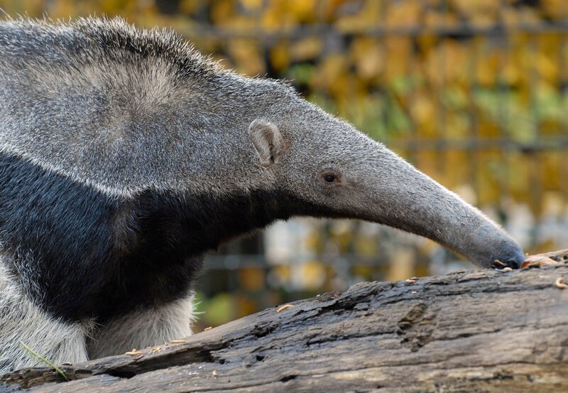 rbb Fernsehen PANDA, GORILLA & CO., TEIL 136, „Geschichten aus dem Zoo Berlin und dem Tierpark Berlin“. – Bild: rbb/​Thomas Ernst