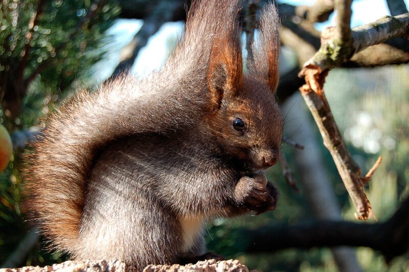 Müsli für die Sibirischen Eichhörnchen. – Bild: Radio Bremen/​Volkmar Struessmann