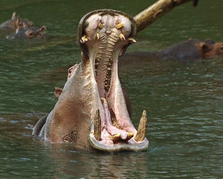 Flusspferde töten in Afrika jährlich mehr Menschen, als jedes andere Säugetier. – Bild: hr-fernsehen