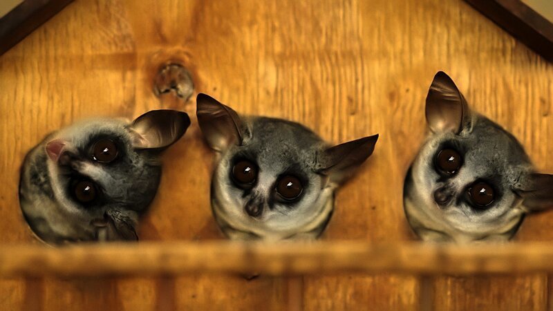 Eine Familie von Mohol-Buschbabys, die in einer speziell gestalteten Buschbaby-Box in einer Safari-Lodge in Südafrika leben. – Bild: BBC Studios/​BBC Studios/​The photography is covered by intellectual property rights and may only be used in connection with publicising the transmission of the specific programme as licensed by BBC Studios Distribution, (transmission in  …