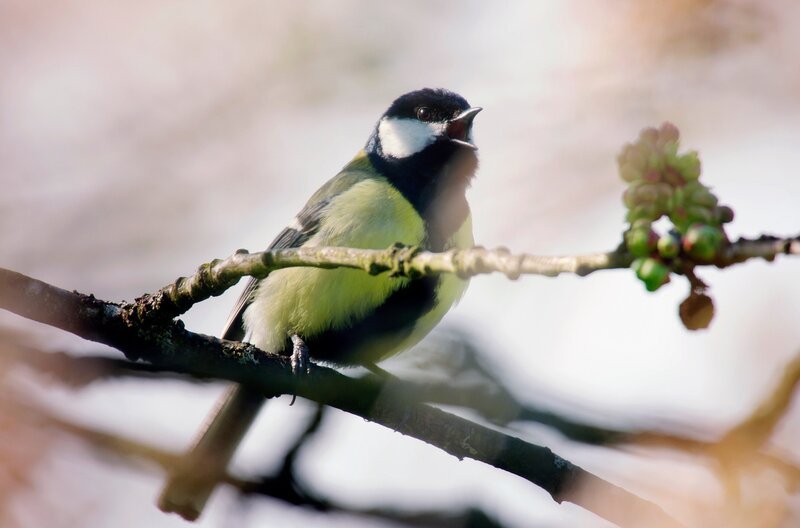 Als intelligente Kommunikatoren können Kohlmeisen ihren Gesang wie eine Sprache benutzen. – Bild: MDR/​Altayfilm