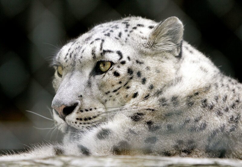 Schneeleopard. – Bild: MDR/​Junghans