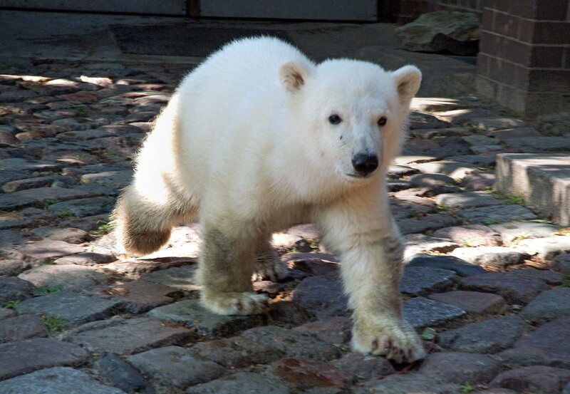 Superstar Knut aus dem Zoo Berlin – Bild: rbb/​Thomas Ernst