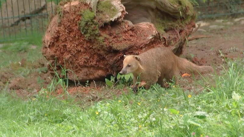 Nasenbär Bruno im Opel-Zoo Kronberg. – Bild: HR