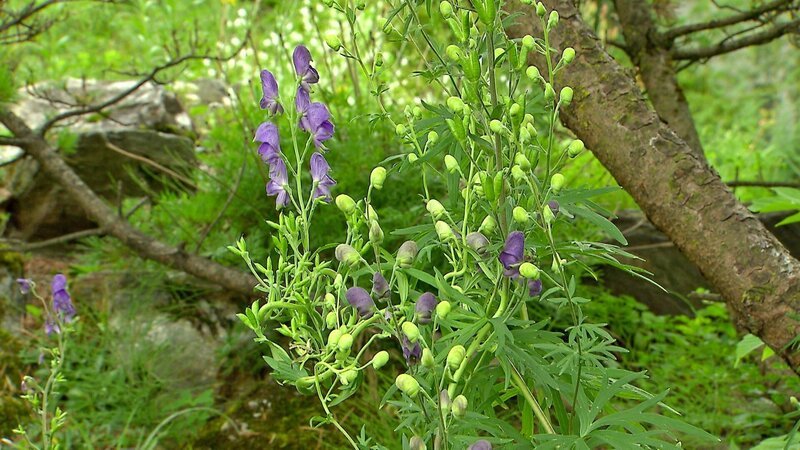 Der blaue Eisenhut ist die giftigste Pflanze Mitteleuropas. Im Botanischen Garten in Innsbruck kann man ihn von der Ferne betrachten. – Bild: ORF/​Landesstudio Tirol