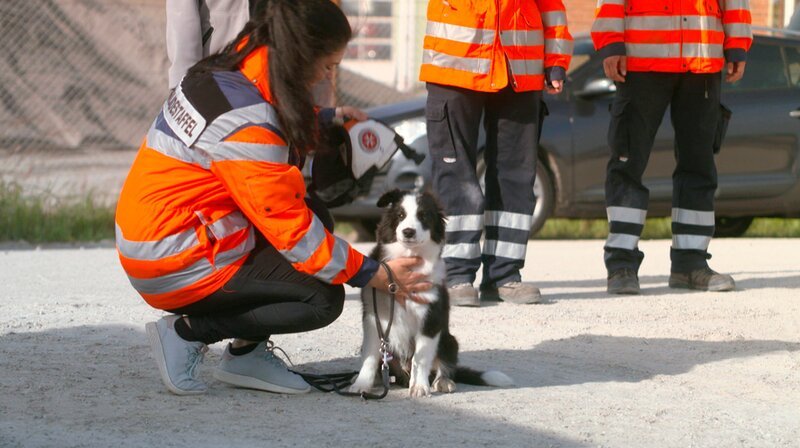 Der vier Monate alte Ares wird auf Sylt zum Rettungshund ausgebildet. Julia Köhn ist stolz auf ihren Border Collie. – Bild: NDR/​Doclights GmbH
