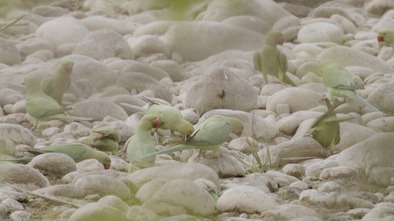 Flockenvogel – Bild: CuriosityStream-Inc.