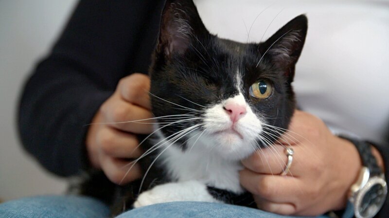 Coco muss an der Milchleiste operiert werden. Hat der Tumor schon gestreut? – Bild: NDR/​Doclights GmbH