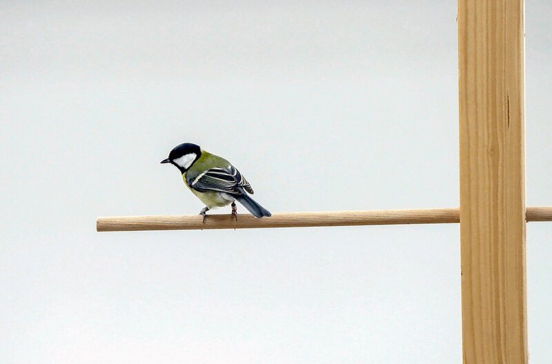 In der deutschen Stadt Radolfzell werden Kohlmeisen auf ihre Persönlichkeit getestet. Diese Vogelart funktioniert am besten im Team, wenn es eine Mischung von Persönlichkeitstypen in der Gruppe gibt. – Bild: Rotating Planet Productions