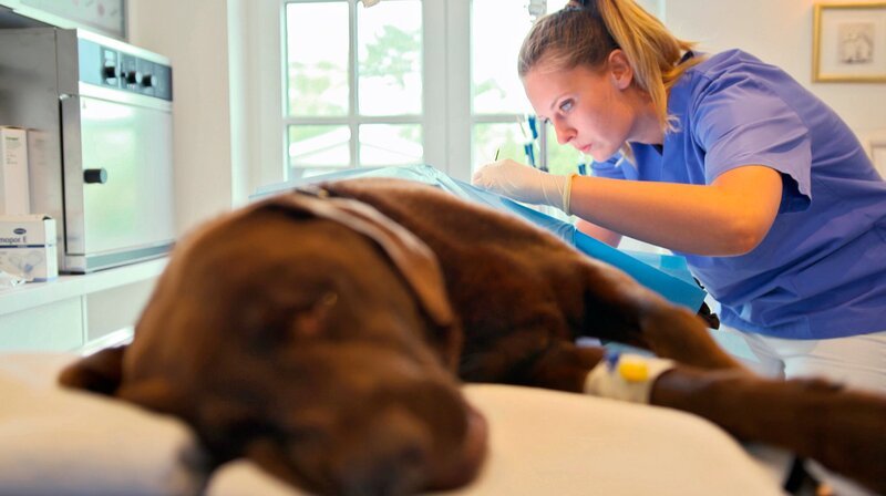 Inseltierärztin Stephanie Petersen rät nach der Untersuchung zu einer schnellen Operation. Assistenzärztin Julia Lohmann übernimmt. – Bild: NDR/​Doclights GmbH