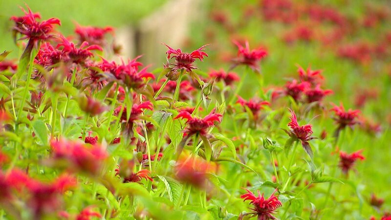 Blühende Goldmelissen. Eine Duft- und Heilpflanze; die Blätter werden zum Würzen von Obstsalaten, Desserts und für Tee verwendet. – Bild: ORF/​Landesstudio Tirol