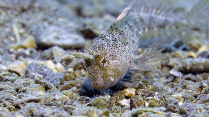 Ein Schleimfisch findet Nahrung am Meeresgrund. – Bild: ORF/​dreiD.at/​Borut Furlan