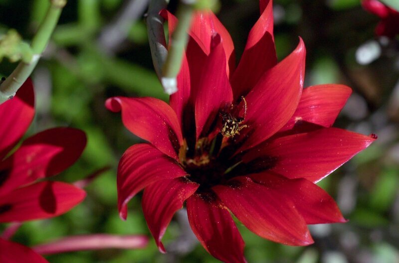 Frühling in Biedouw Valley in den Zederbergen. Viele der blühenden Pflanzen sind endemisch – es gibt sie nur hier. – Bild: Blindcat