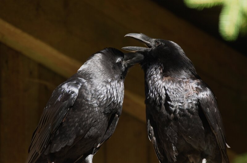 Den Kolkraben geht es in Deutschland und Europa mittlerweile gut, die Populationen haben sich durch den Schutz erholt. – Bild: SWR