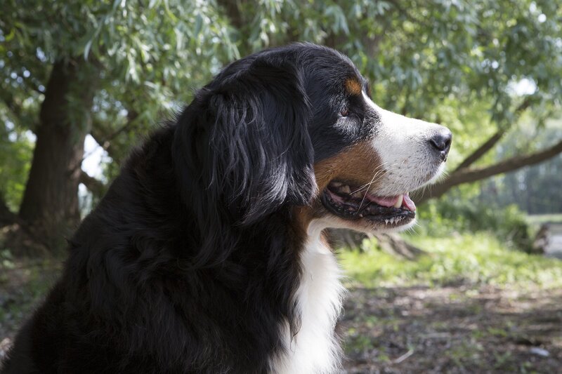 Keks ist bereit für sein neues Abenteuer. Diesmal trifft er auf das gut getarnte Rehkitz Ria. – Bild: ZDF/​Zia Ziarno