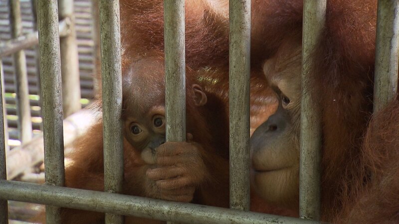 Der kleine Sule geht in Begleitung von Mama Sam in den Kindergarten. – Bild: BR/​BILD + TEXT Medienproduktion GmbH & Co. KG