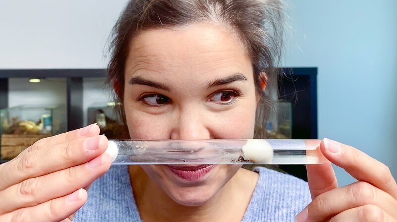 In diesem kleinen Reagenzglas lebt eine junge Ameisenkolonie. – Bild: BR/​Text und Bild Medienproduktion GmbH & Co. KG/​Katharina Brackmann