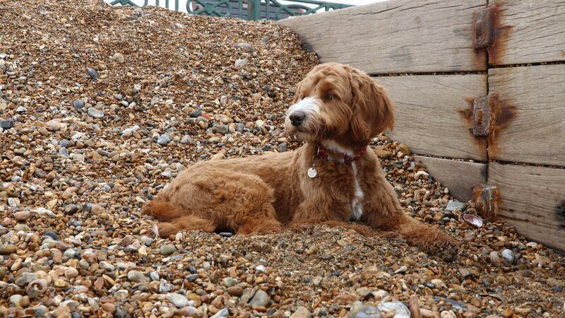 Suki – Bild: Blast! Lizenzbild frei