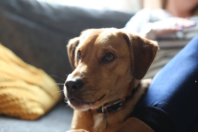 Gylly – Bild: Blast! Lizenzbild frei