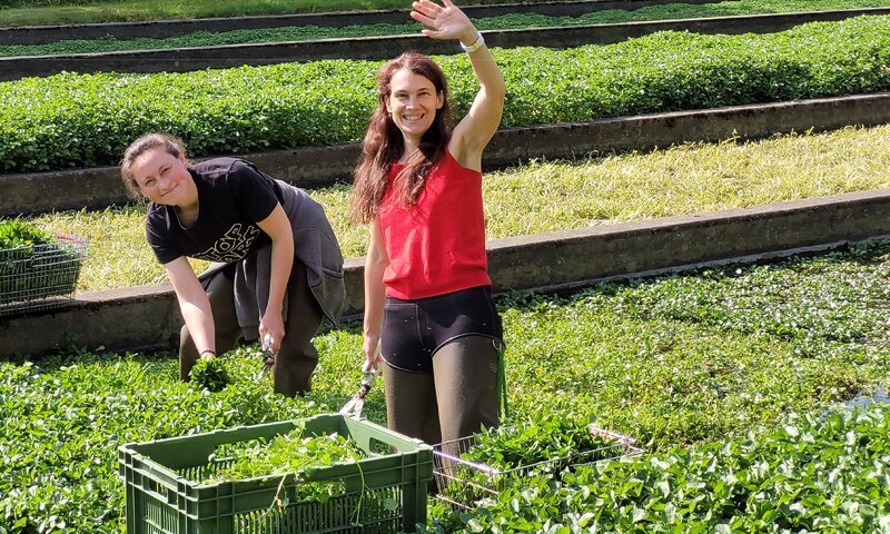 Die Betriebsleiterinnen Thea Zani und Silvia Merz ernten die Brunnenkresse in Handarbeit. – Bild: SR/​Ute Werner