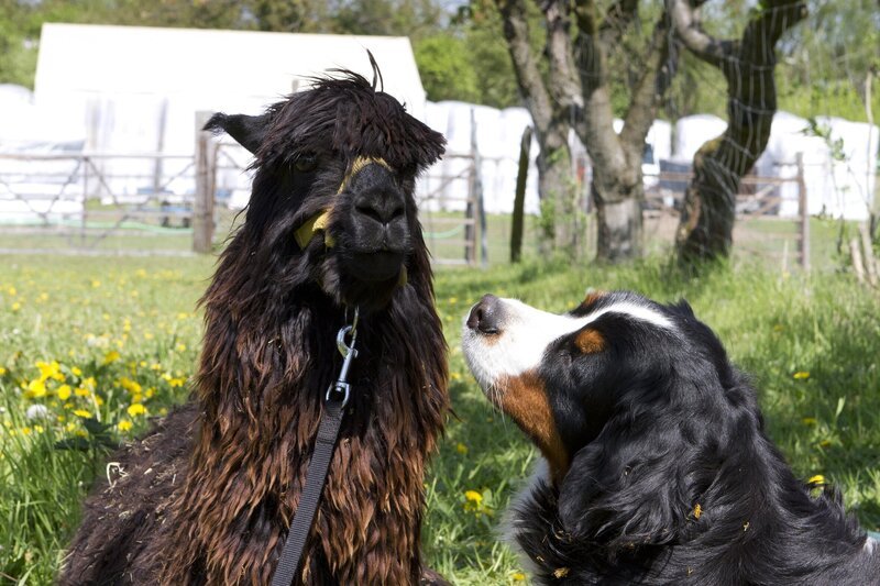 So sah Alpaka Alessandro vor seiner Schur aus. Aber wie sieht sein Freund mit kurzen Haaren aus? Keks macht sich auf und besucht ihn. – Bild: ZDF/​Zia Ziarno