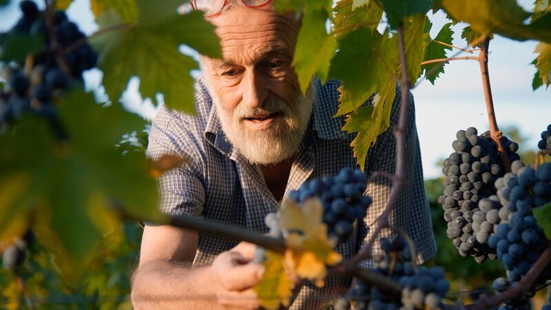 Köstliche Toskana Maremma und Orciatal Marino Colleoni begutachtet seine Sangiovese-Trauben. – Bild: SRF/​Florianfilm
