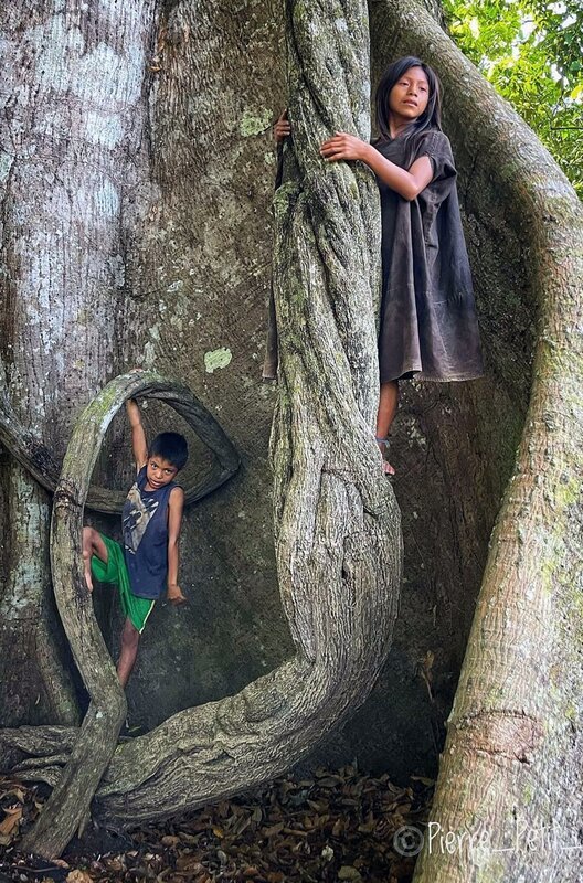 Die grüne Lunge des Planeten: der Amazonasregenwald – Bild: Marc Dozier