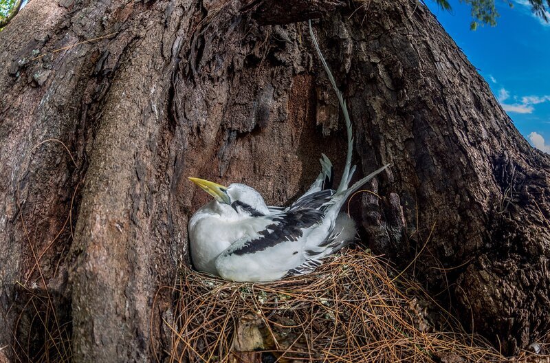 Weißschwanz-Tropikvögel verbringen die meiste Zeit ihres Lebens auf dem Meer. Nur zum Brüten kommen sie auf eine Seychellen-Insel. – Bild: Martina Andrés