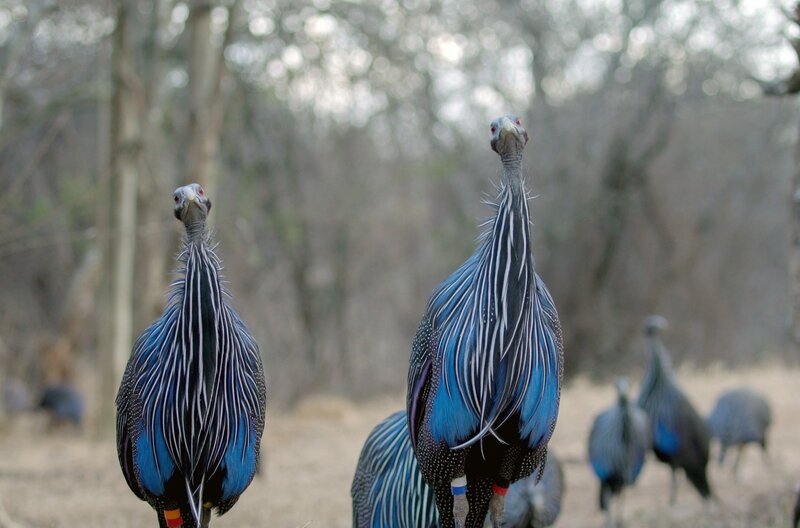 In der Trockensavanne von Kenia stoßen Perlhühner einen besonderen Ruf aus, um ihre engsten Freunde an den Tisch einzuladen. – Bild: Rotating Planet Productions