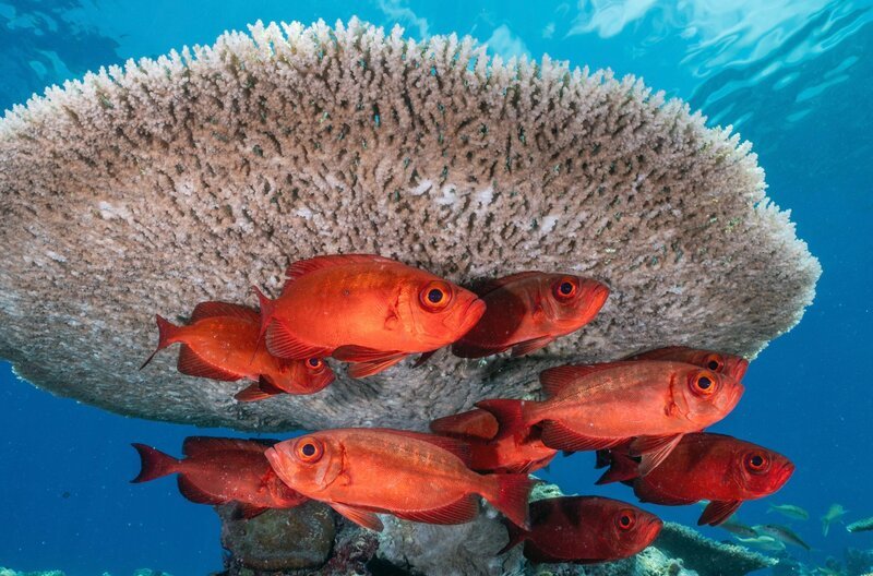 Die tropische Inselkette der Malediven lockt mit einer so farb- wie artenreichen Unterwasserwelt. – Bild: Martina Andrés