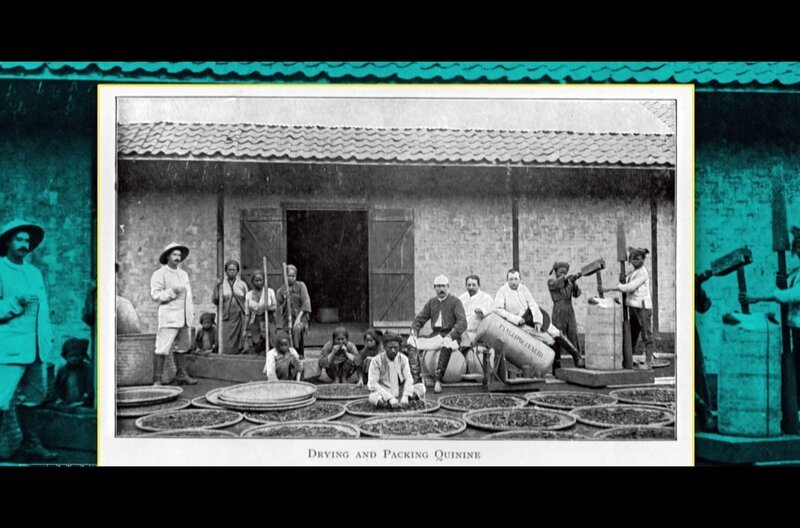 Bei der Kolonialisierung der Welt machten die Europäer auch vor Pflanzen nicht halt: Sie wurden gesammelt, verschifft, gekreuzt, akklimatisiert und im Dienste von Wirtschaft, Wissenschaft und Kolonialprestige ausgebeutet. – Bild: Les Films d’Ici