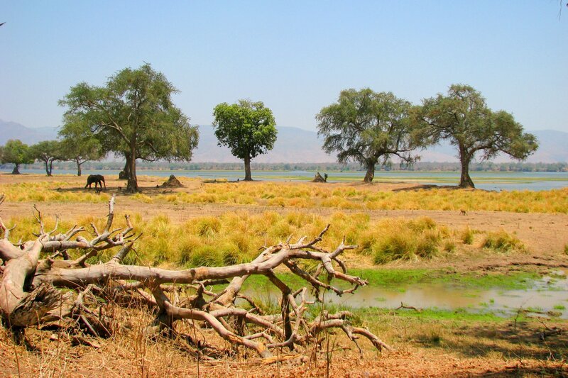 Der Sambesi ist einer der großen Flüsse der Erde, dennoch sind - abgesehen von den spektakulären Viktoriafällen - weite Teile seiner Fließstrecke so gut wie unbekannt. Fast unscheinbar, versteckt im Dickicht bewaldeter Hügel im Nordwesten Sambias, liegt der Ursprung des Sambesi. Auf seinem Weg Richtung Osten durchfließt er sechs afrikanische Staaten und verwandelt sich unzählige Male - vom schmalen Rinnsal in ein gigantisches Überschwemmungsgebiet, vom mächtigsten Wasserfall der Welt in eines der üppigsten Feuchtgebiete der Erde. Wenn sein Wasser sich schließlich an der Küste von Mosambik mit dem Indischen Ozean vereinigt, hat der Sambesi nahezu 2.600 Kilometer zurückgelegt. Der Film wurde unter der Regie von Michael Schlamberger als Koproduktion von ORF, der Grazer Filmproduktion ScienceVision, NDR Naturfilm, WDR, ARTE, National Geographic Channel US und National Geographic Channels International realisiert. – Bild: ORF/​ScienceVi