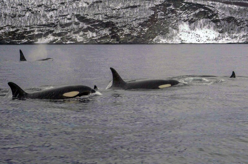 Hunderte Schwertwale finden sich in den norwegischen Fjorden zum Heringsfang ein und legen dabei eine spektakuläre Jagdtechnik an den Tag, die von Generation zu Generation weitergegeben wird. – Bild: Rotating Planet Productions