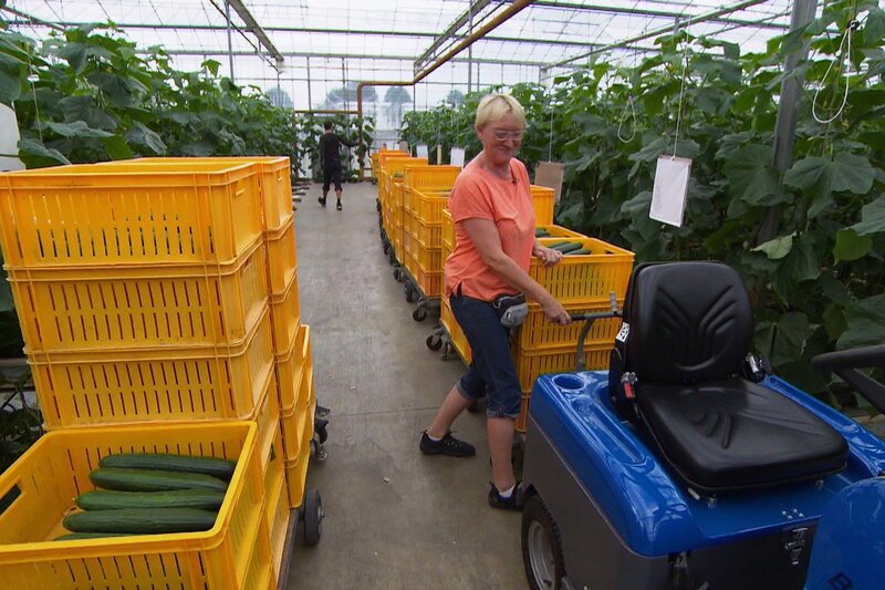 Die Nordreportage Schlank, knackig, grün Maria Schoenmaker in ihrem Gurkentreibhaus – Bild: SRF1