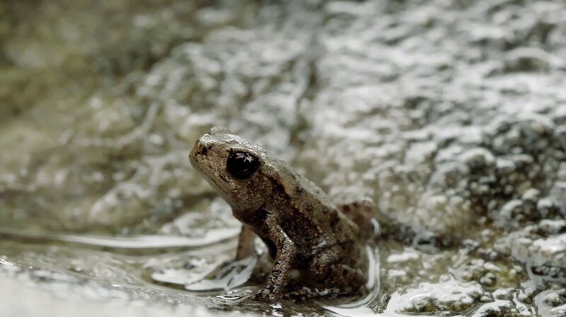 Eine junge Erdkröte. – Bild: BR/​Christoph Castor