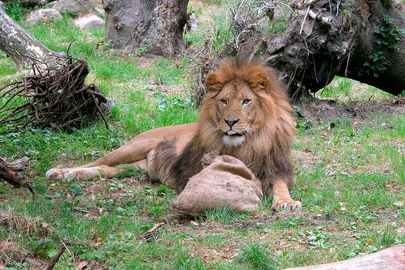 Löwe Tarson mag kein Eis. – Bild: BR/​Radio Bremen/​Volkmar Strueßmann/​Volkmar Strueßmann