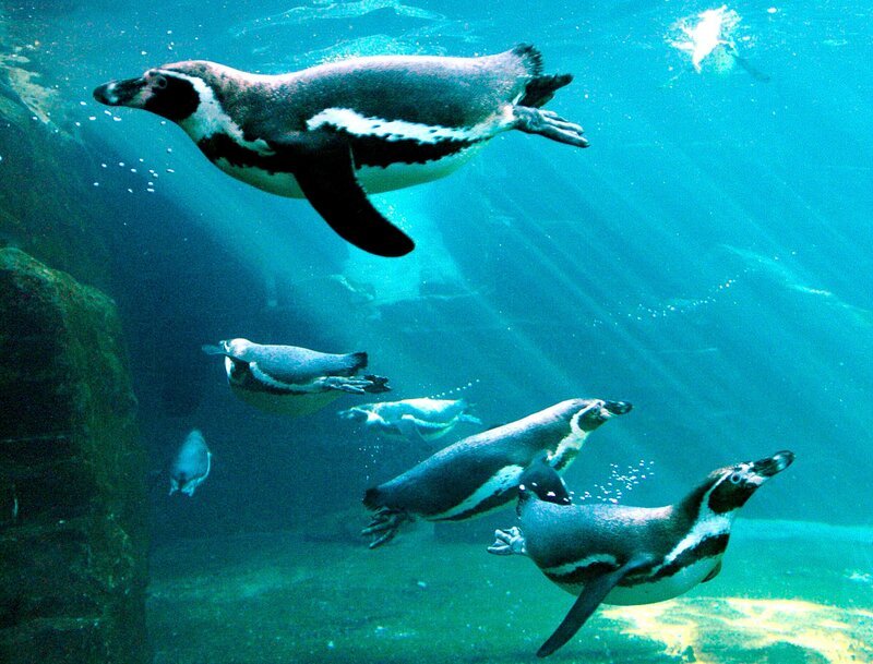 Humboldtpinguine im Zoo am Meer Bremerhaven. – Bild: RB/​Achiv Zoo am Meer, Bremerhaven