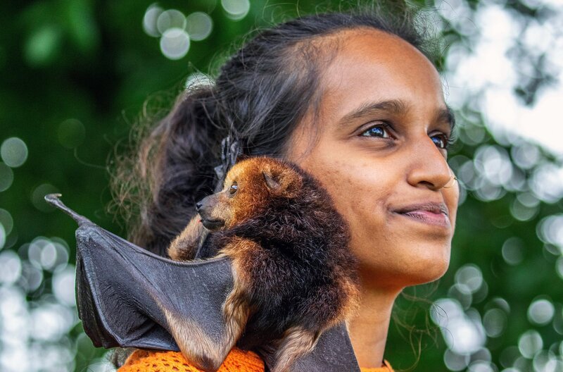 Ashmi Bunsy forscht an Flughunden und besucht nebenbei Schulen, um Kinder für die Tiere zu begeistern. Ihr zahmer Flughund Laura hängt sehr an seiner „Adoptivmutter“. – Bild: Martina Andrés